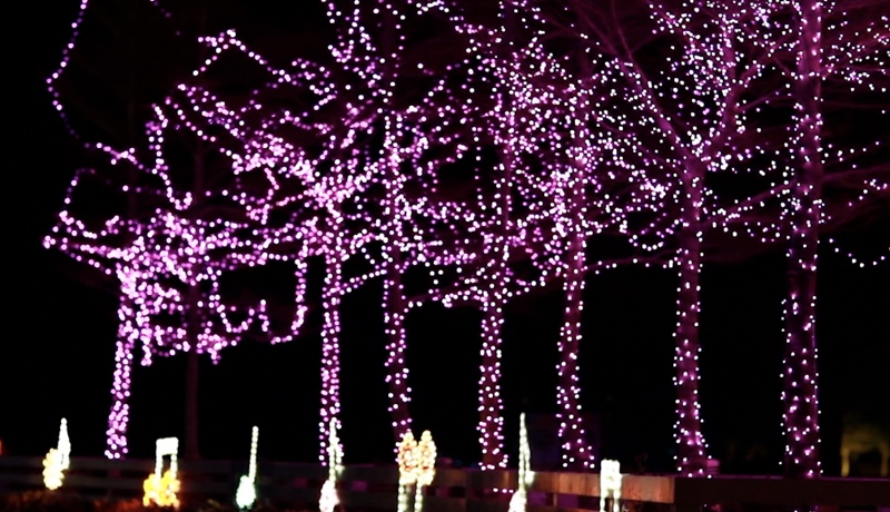 2018花在彰化~溪州公園看花賞燈鬧春宵18.jpg 2018花在彰化~溪州公園看花賞燈鬧春宵18.jpg