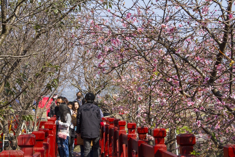 芬園花卉生產休憩園區10.jpg
