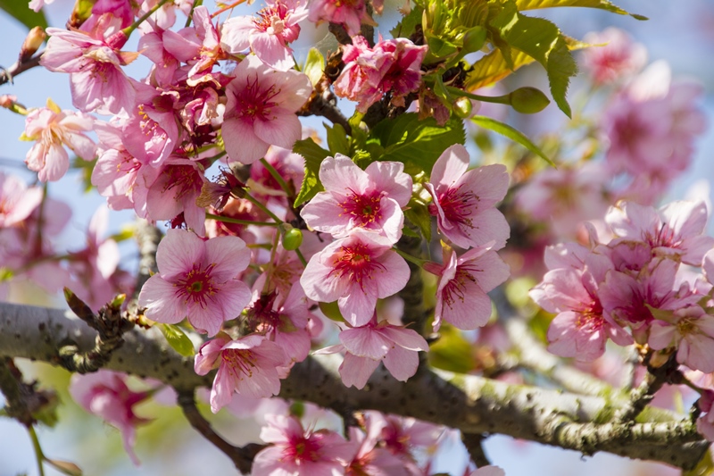 芬園花卉生產休憩園區14.jpg