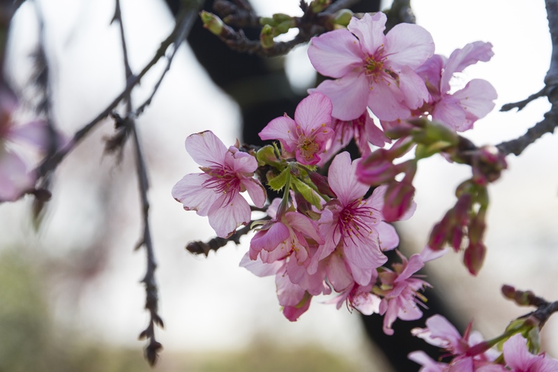 芬園花卉生產休憩園區15.jpg
