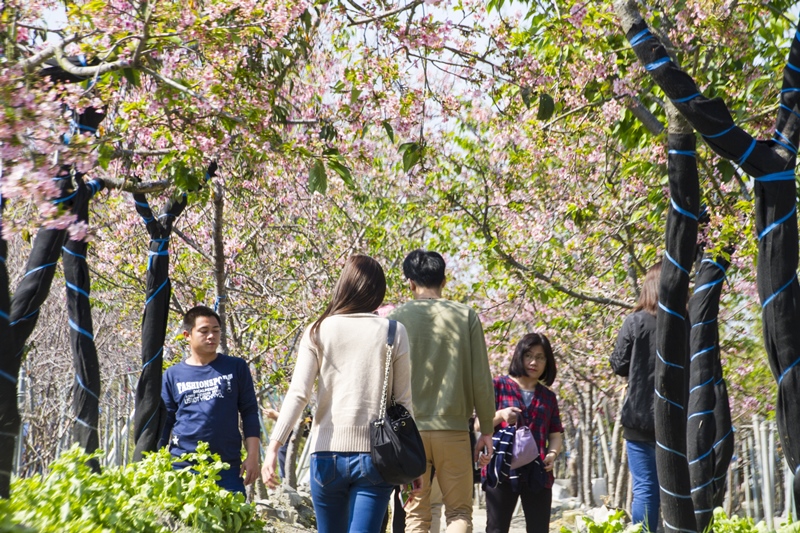 芬園花卉生產休憩園區16.jpg