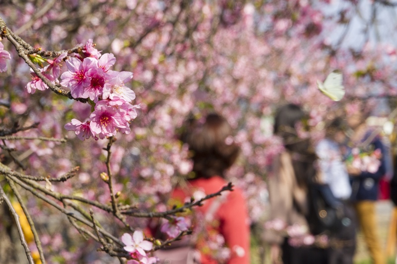 芬園花卉生產休憩園區17.jpg