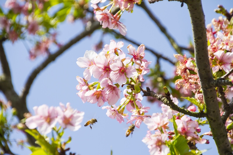 芬園花卉生產休憩園區2.jpg