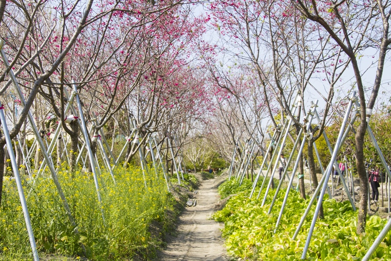 芬園花卉生產休憩園區23.jpg