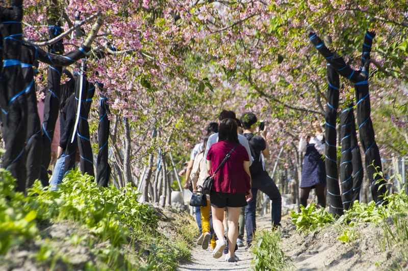 芬園花卉生產休憩園區24.jpg