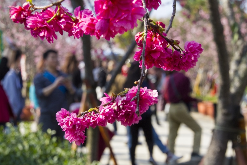 芬園花卉生產休憩園區25.jpg