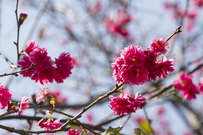 芬園花卉生產休憩園區26.jpg