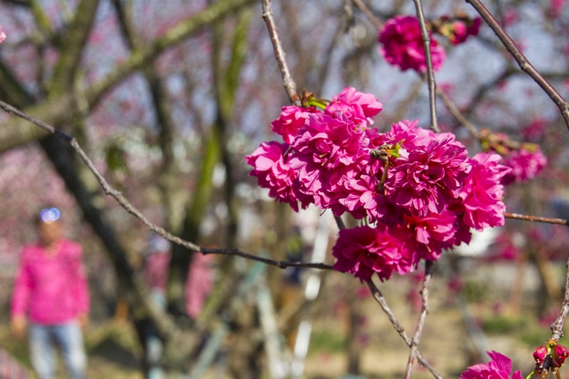芬園花卉生產休憩園區4.jpg