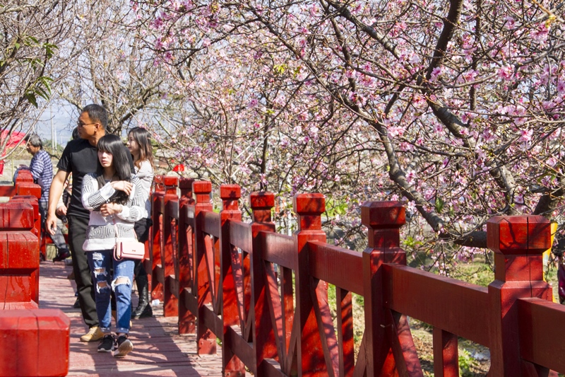 芬園花卉生產休憩園區9.jpg