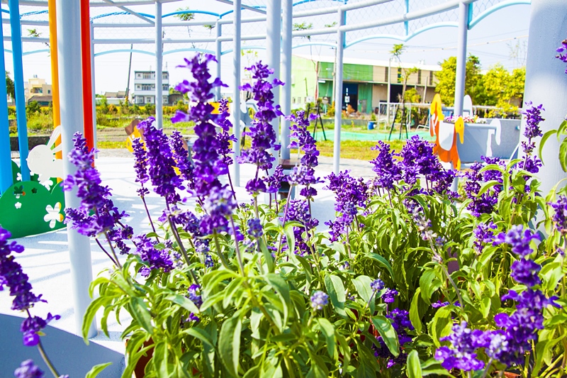 彰化秀水半日遊-馬興社區藥草植物園區30.jpg