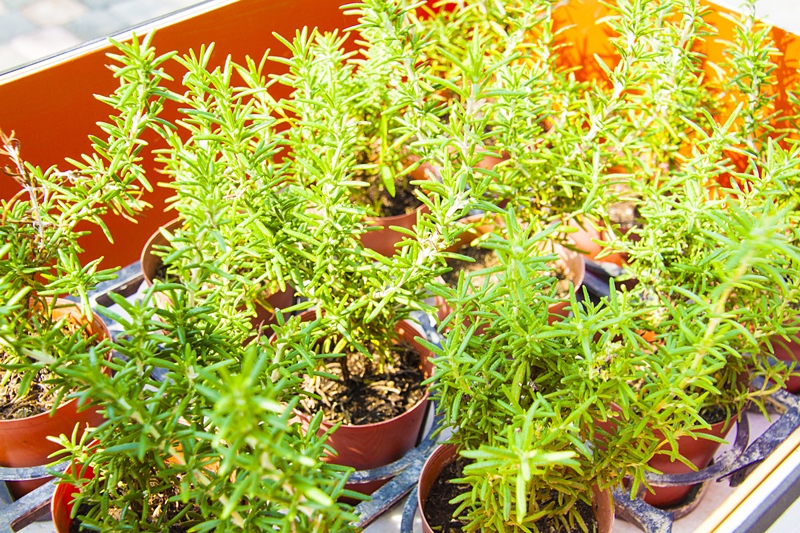 彰化秀水半日遊-馬興社區藥草植物園區31.jpg