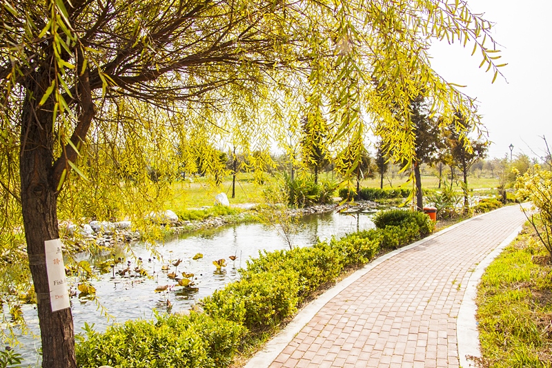 秀水龍騰公園柳樹飄揚一片靜悠.jpg