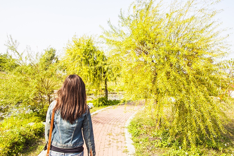 秀水龍騰公園柳樹飄揚一片靜悠2.jpg