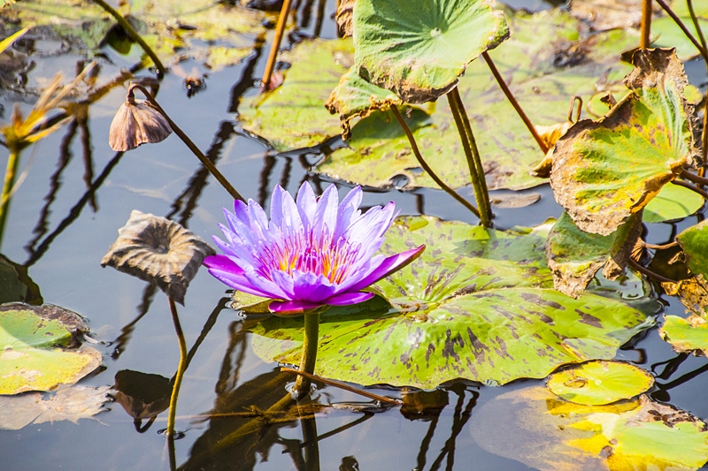 秀水龍騰公園荷花池畔1.jpg