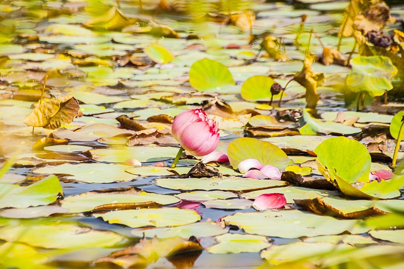 秀水龍騰公園荷花池畔2.jpg