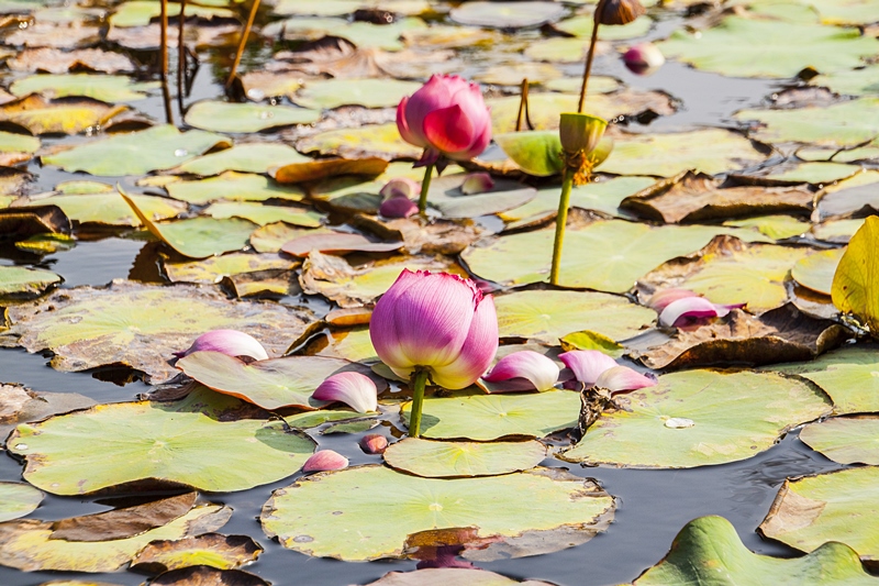 秀水龍騰公園荷花池畔3.jpg
