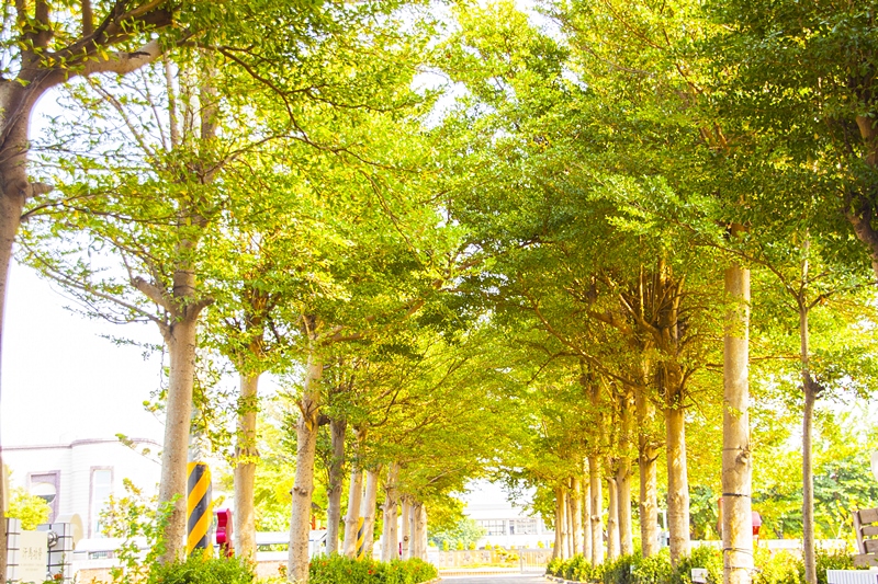 馬興國小校園外林蔭大道.jpg